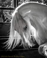 Signature Series~Horse Spirit