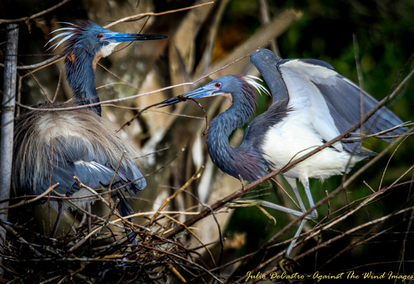 Blue Heron's nesting-0617