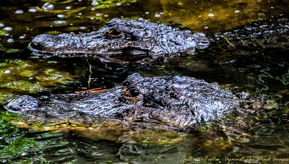 Florida Gators-0686