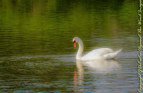 Furman Swan