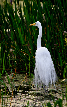 Majestic Egret